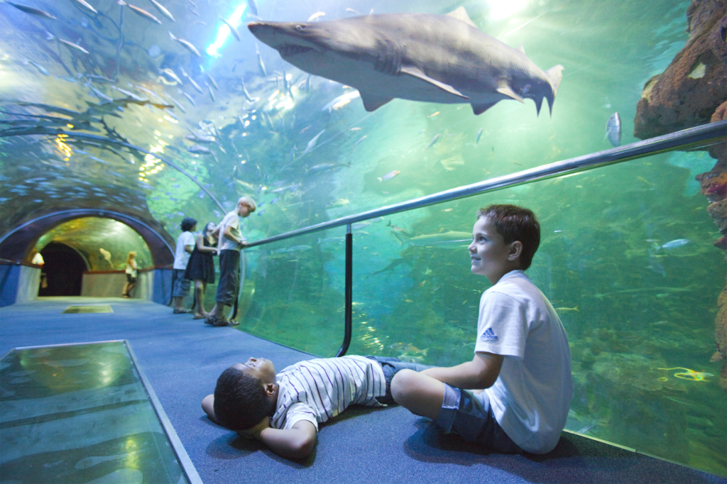 Aquarium - Los Menores Museos para visitar en San Sebastián