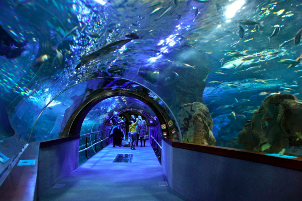 Visitar el Aquarium - Planes con niños en San Sebastián
